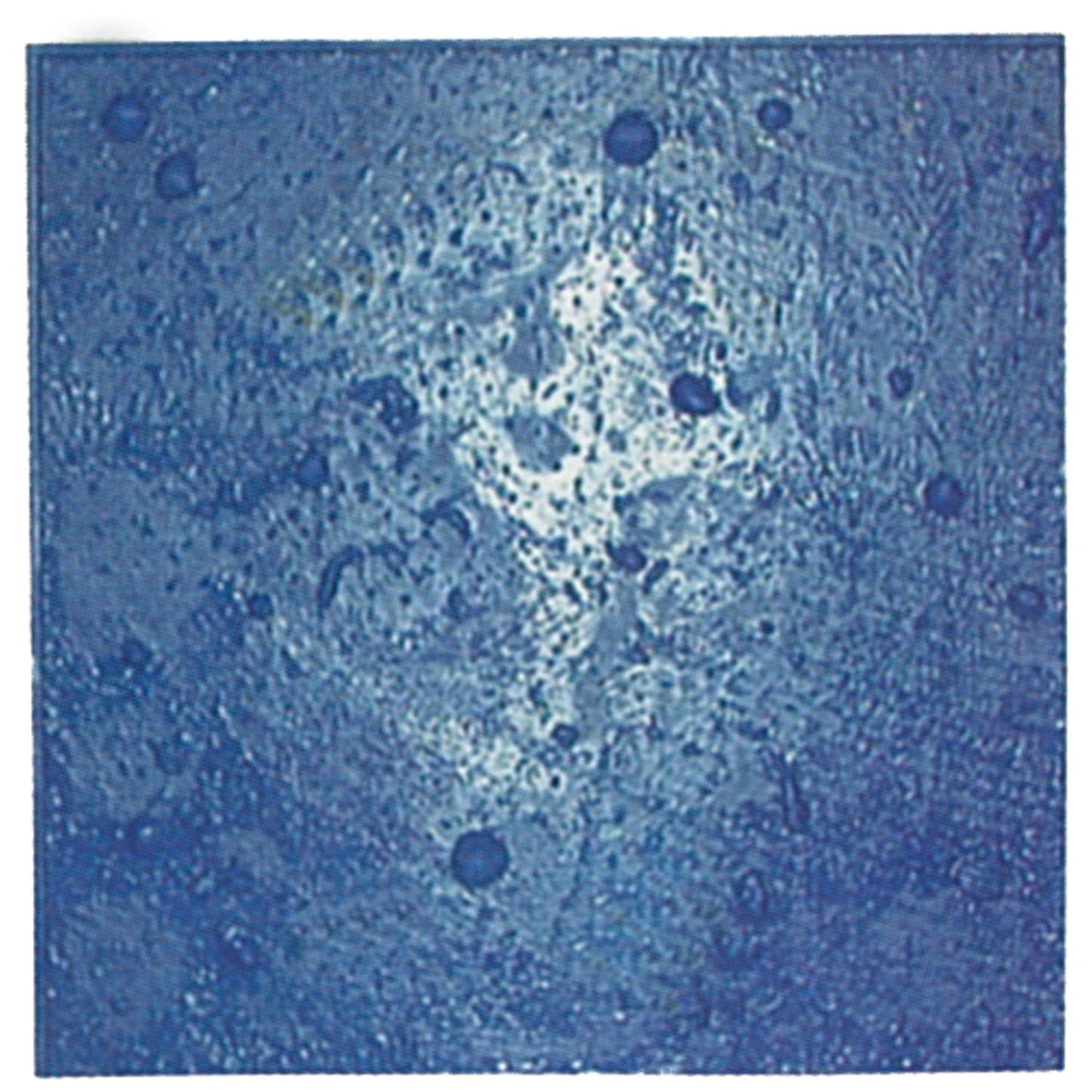 Bon Tool Sanibel Sea Shell Urethane Mat